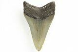 Fossil Megalodon Tooth - North Carolina #190939-1